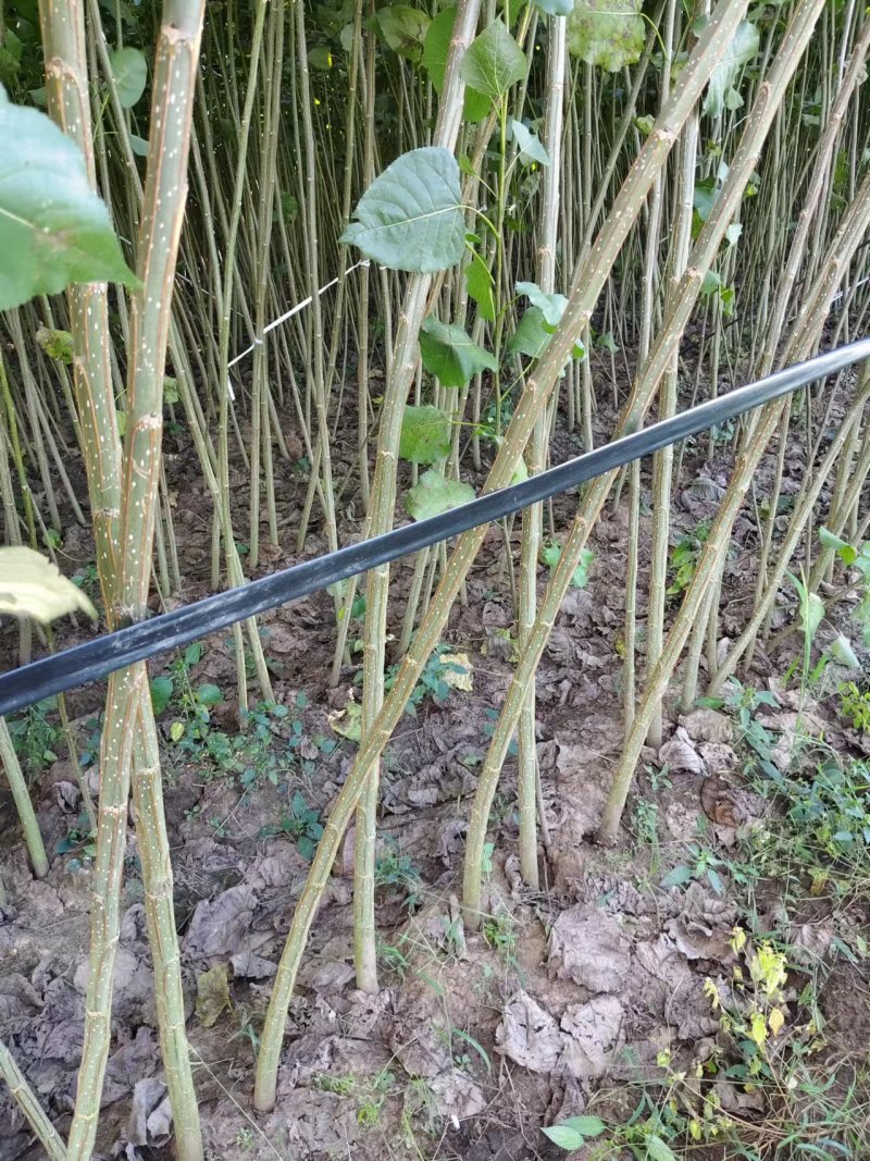 江苏速生杨树苗种植基地免费提供技术指导规格齐全量大从优