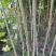 江苏速生杨树苗种植基地免费提供技术指导规格齐全量大从优