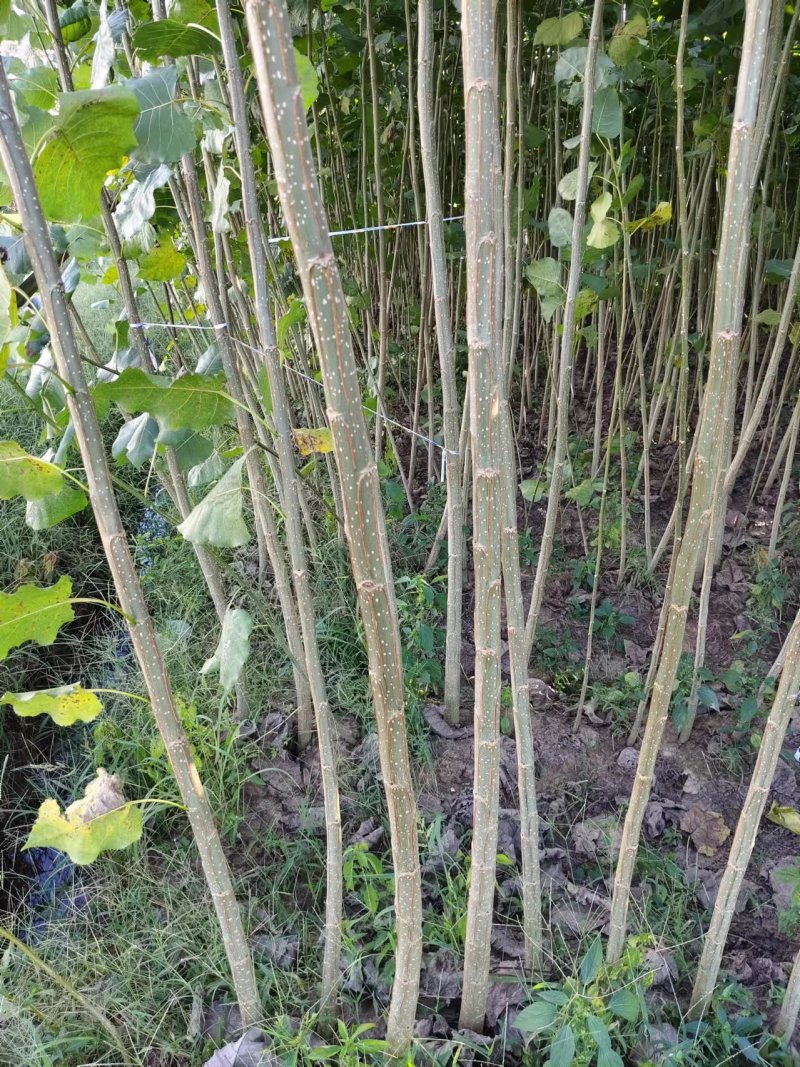 江苏速生杨树苗种植基地免费提供技术指导规格齐全量大从优