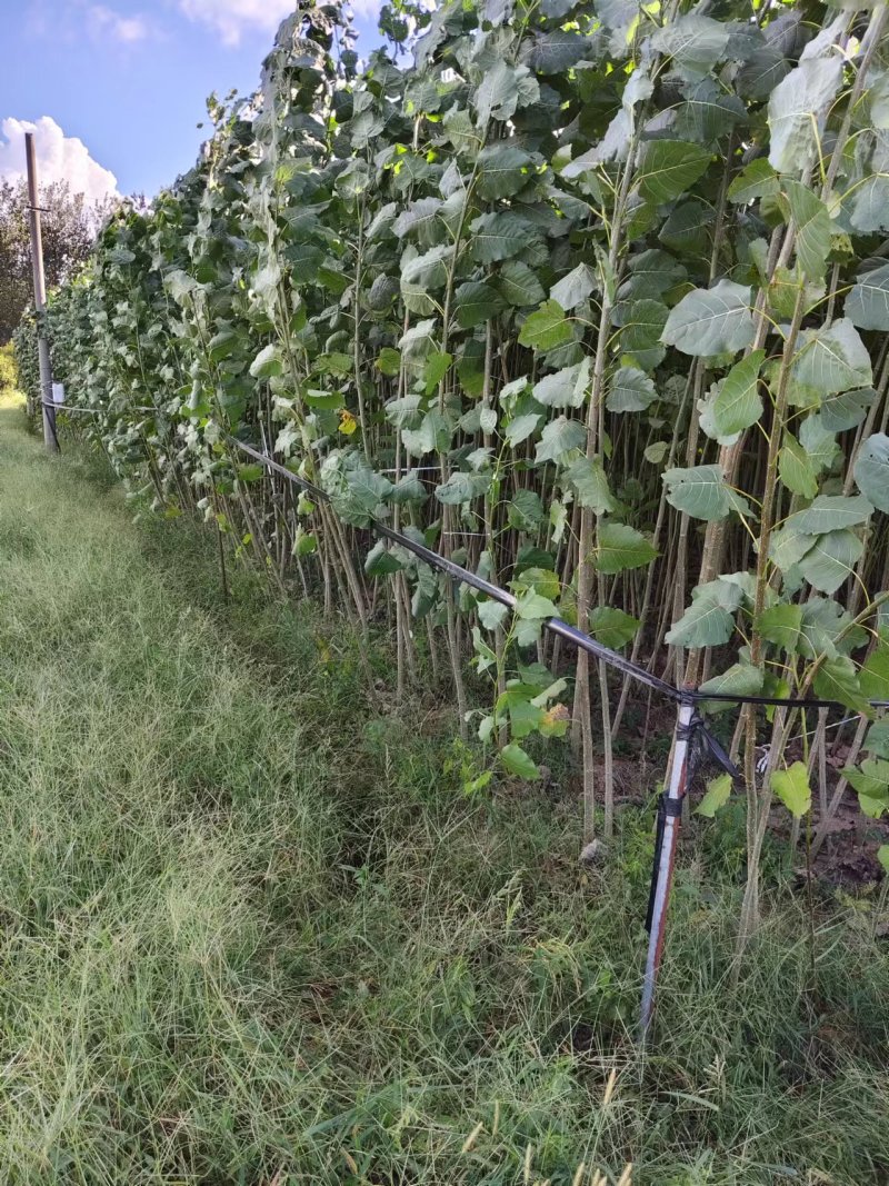 江苏速生杨树苗种植基地免费提供技术指导规格齐全量大从优