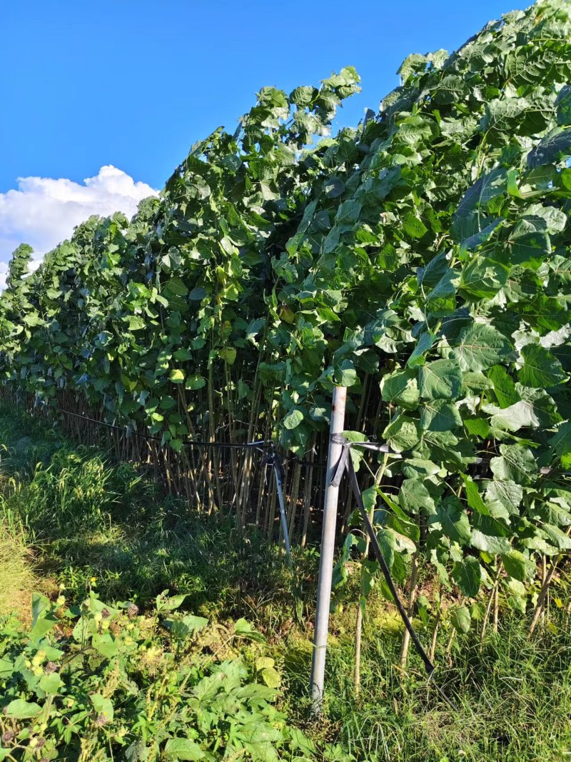 江苏速生杨树苗种植基地免费提供技术指导规格齐全量大从优