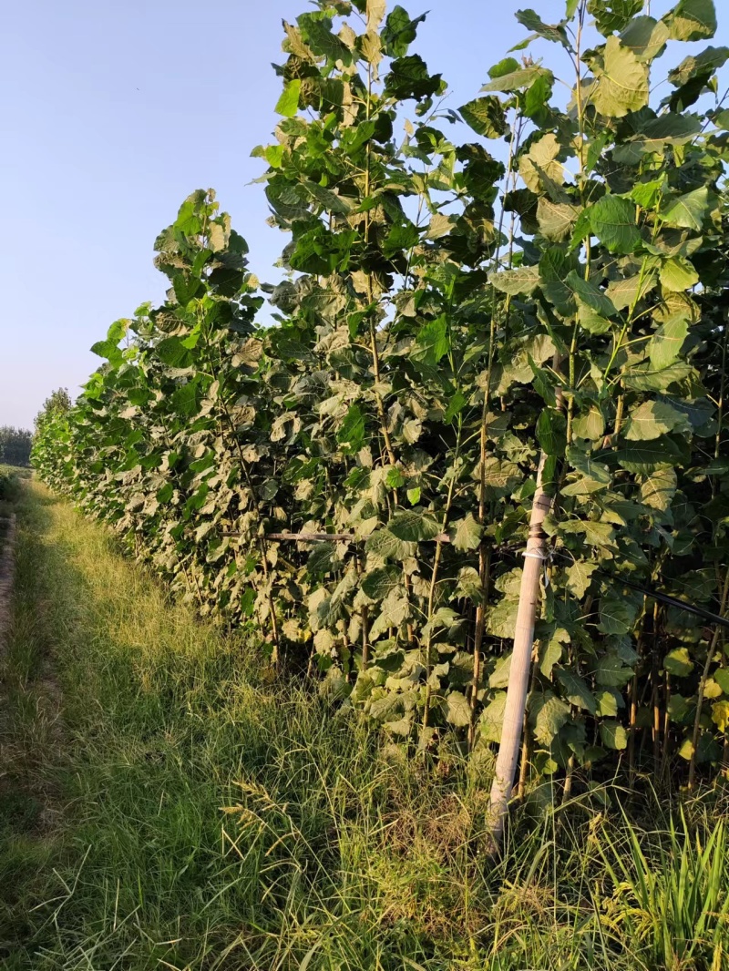 江苏速生杨树苗种植基地免费提供技术指导规格齐全量大从优