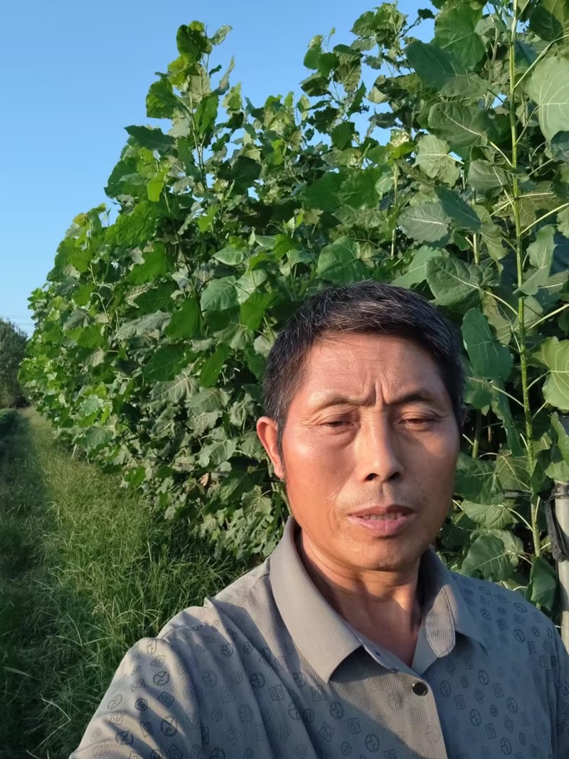 江苏速生杨树苗种植基地免费提供技术指导规格齐全量大从优