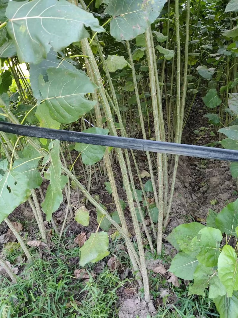 江苏速生杨树苗种植基地免费提供技术指导规格齐全量大从优