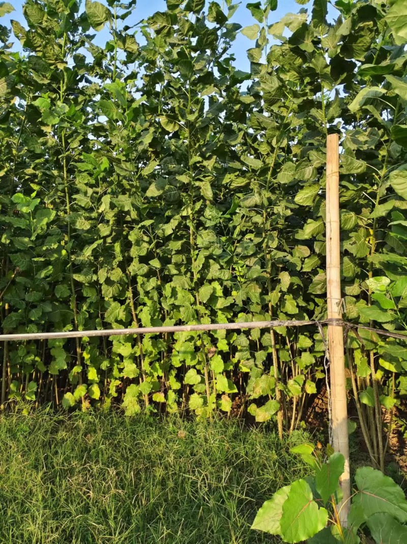 江苏速生杨树苗种植基地免费提供技术指导规格齐全量大从优