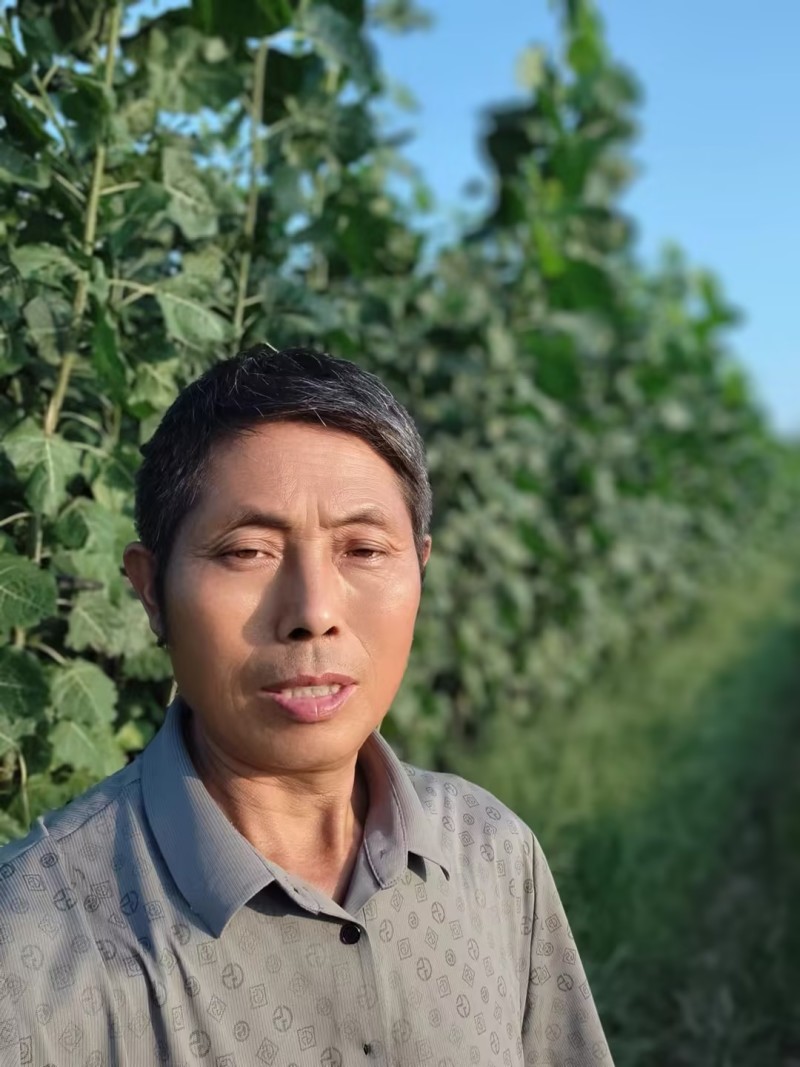 江苏速生杨树苗种植基地免费提供技术指导规格齐全量大从优