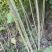 江苏速生杨树苗种植基地免费提供技术指导规格齐全量大从优