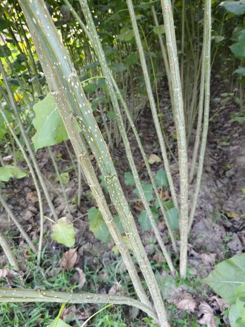 江苏速生杨树苗种植基地免费提供技术指导规格齐全量大从优