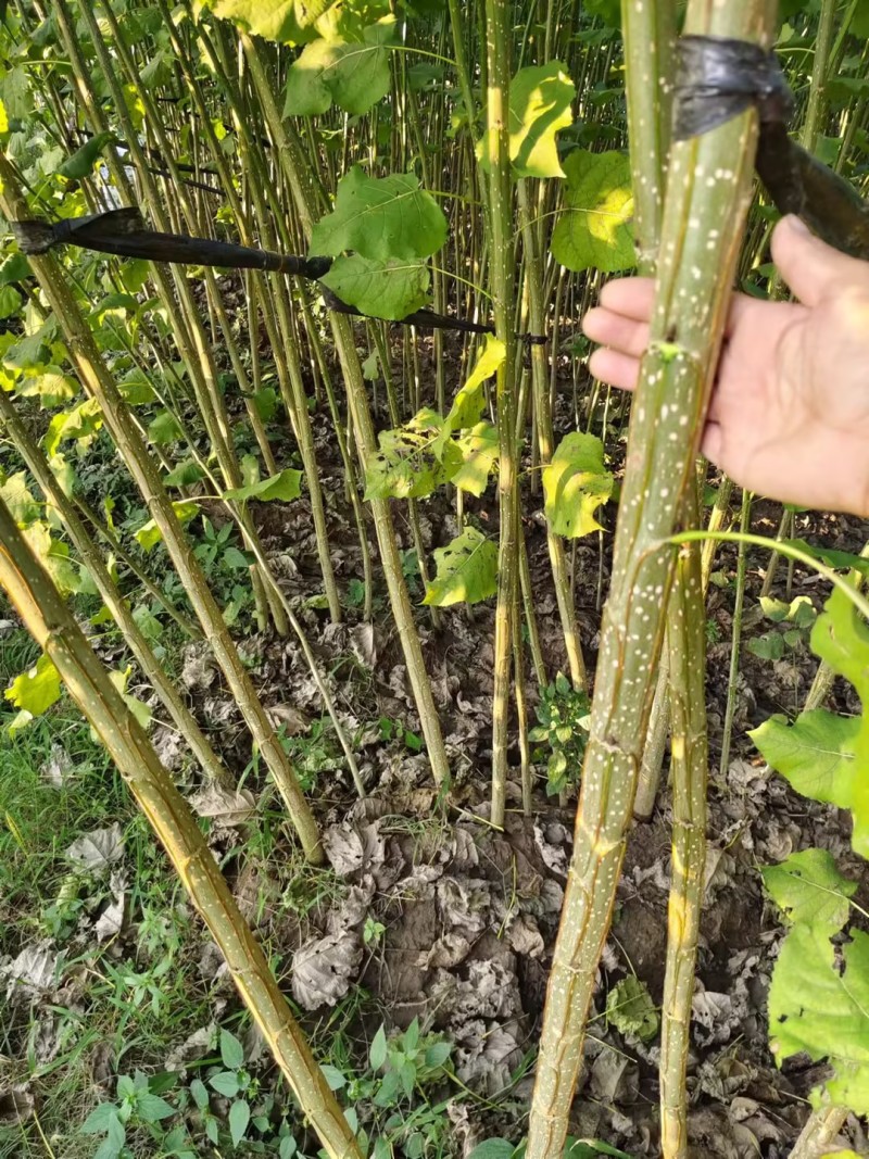 江苏速生杨树苗种植基地免费提供技术指导规格齐全量大从优