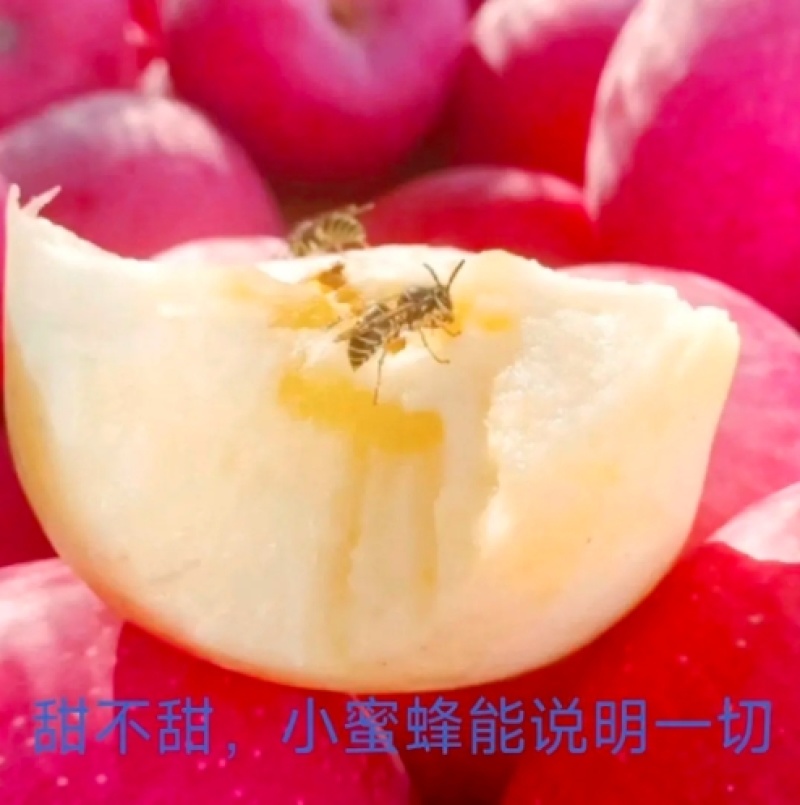甘肃水晶富士大量上市皮薄肉多糖分足支持快递可供超市