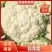 陕西精品松花菜大量供应，货源充足，量大从优欢迎咨询