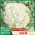 [精品]松花菜陕西花菜有机花菜大量上市，品质三包，