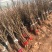 【浙江波姬红】新鲜红皮无花果苗基地南北种植根系发达