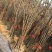 【浙江波姬红】新鲜红皮无花果苗基地南北种植根系发达