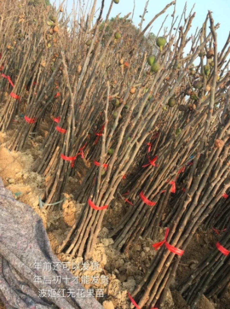 【浙江波姬红】新鲜红皮无花果苗基地南北种植根系发达
