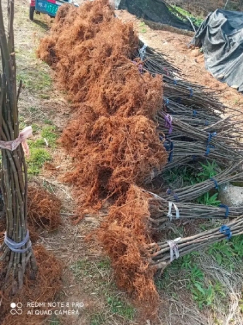 【浙江波姬红】新鲜红皮无花果苗基地南北种植根系发达