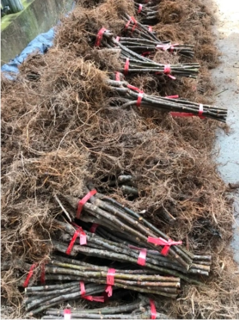 【浙江波姬红】新鲜红皮无花果苗基地南北种植根系发达