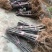 【浙江波姬红】新鲜红皮无花果苗基地南北种植根系发达