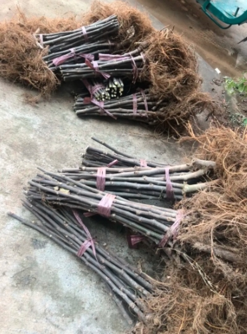 【浙江波姬红】新鲜红皮无花果苗基地南北种植根系发达
