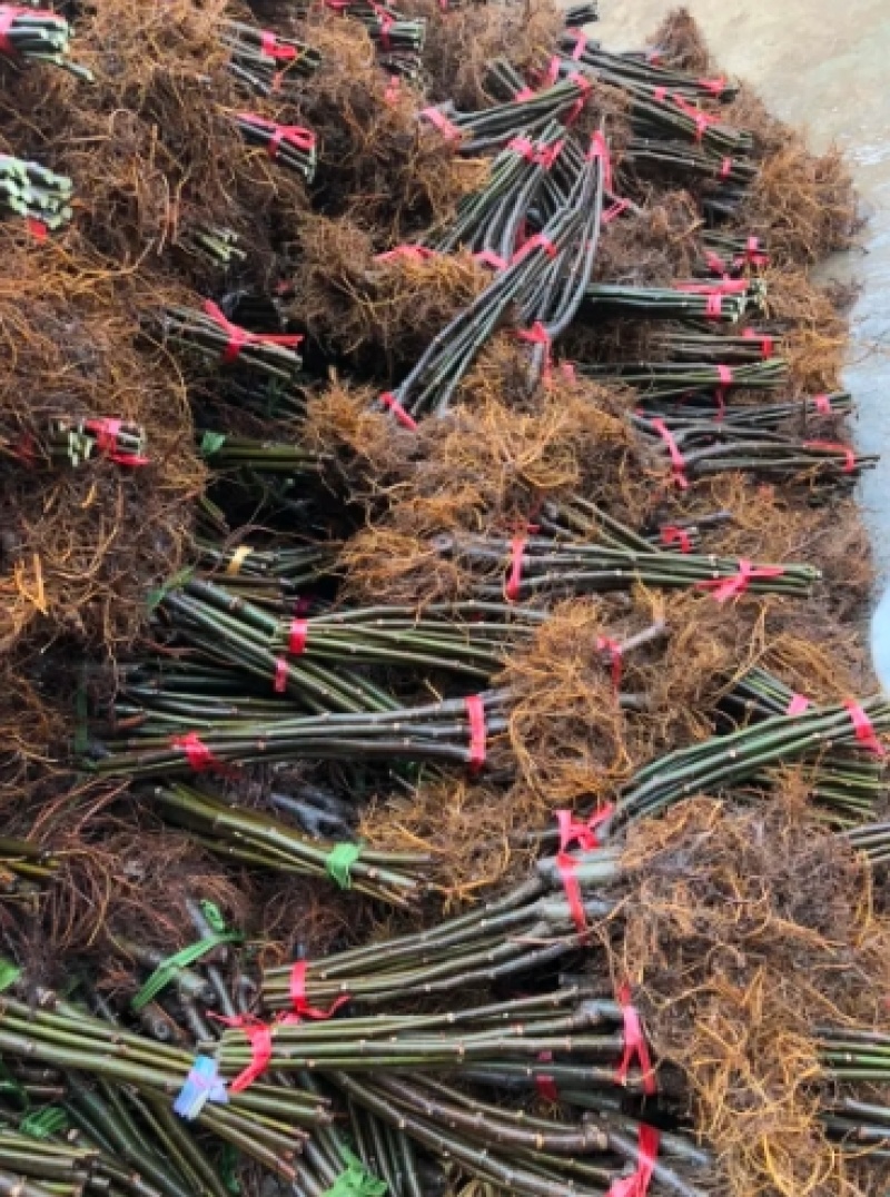 浙江波姬红无花果苗，南北种植根系旺盛价格便宜当年结果