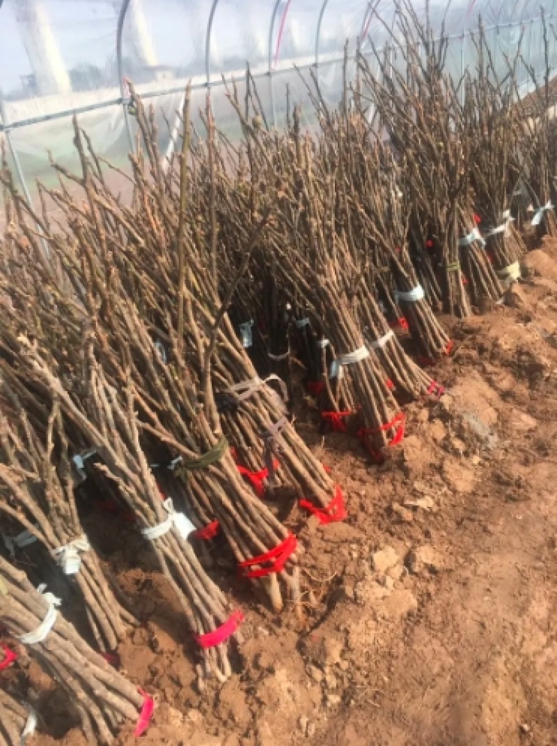 浙江波姬红无花果苗，南北种植根系旺盛价格便宜当年结果
