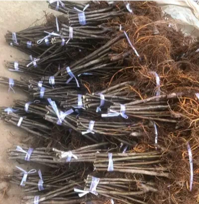 浙江波姬红无花果苗，南北种植根系旺盛价格便宜当年结果