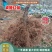 浙江波姬红无花果苗，南北种植根系旺盛价格便宜当年结果