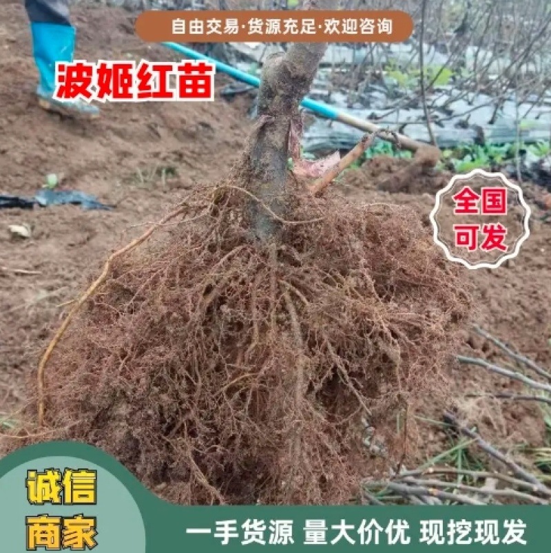 浙江波姬红无花果苗，南北种植根系旺盛价格便宜当年结果