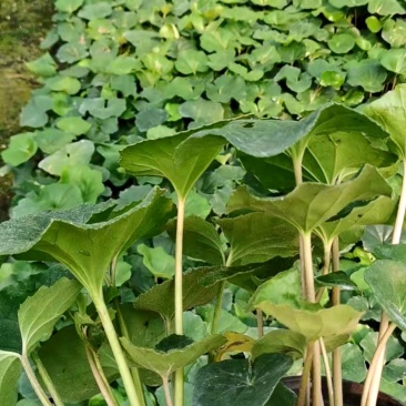 大吴风草苗圃基地直供四川大吴风草批发价格量大从优
