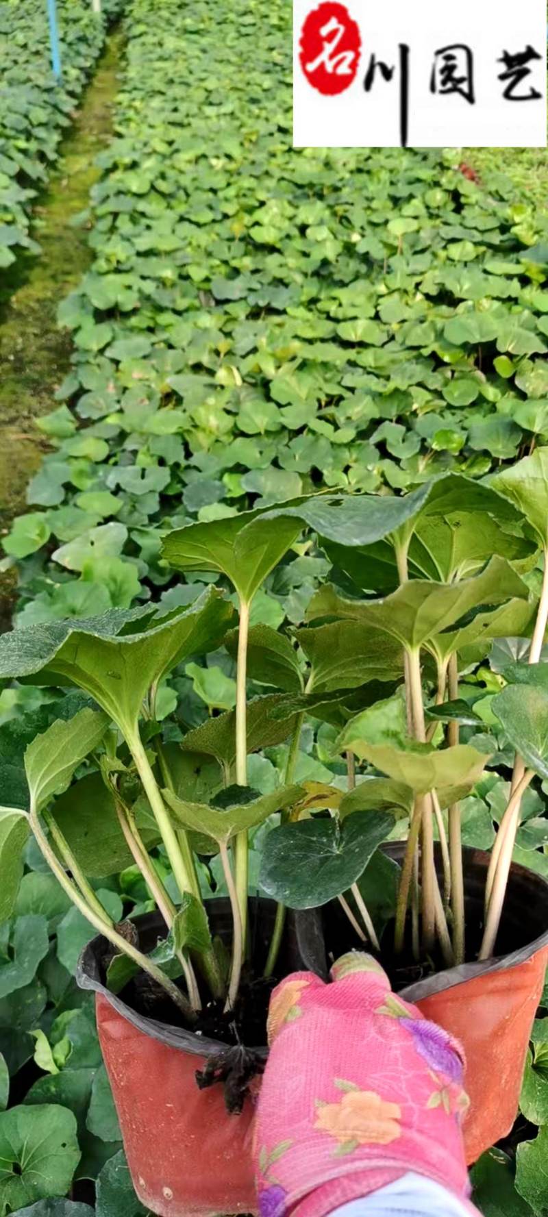 大吴风草苗圃基地直供四川大吴风草批发价格量大从优