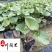 大吴风草苗圃基地直供四川大吴风草批发价格量大从优