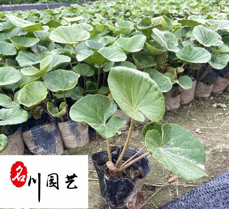 大吴风草苗圃基地直供四川大吴风草批发价格量大从优