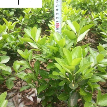大叶黄杨工程苗批发成都大叶黄杨苗圃基地直供价格实惠