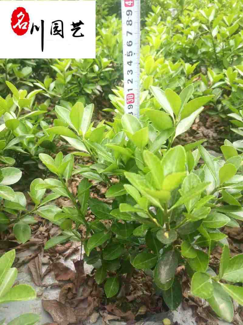 大叶黄杨工程苗批发成都大叶黄杨苗圃基地直供价格实惠