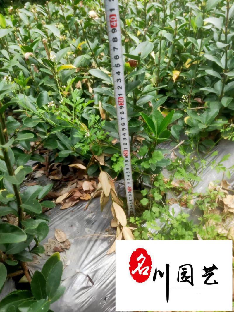 大叶黄杨工程苗批发成都大叶黄杨苗圃基地直供价格实惠