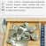 石决明，石决明颗粒。石决明大颗粒，产地一手货源