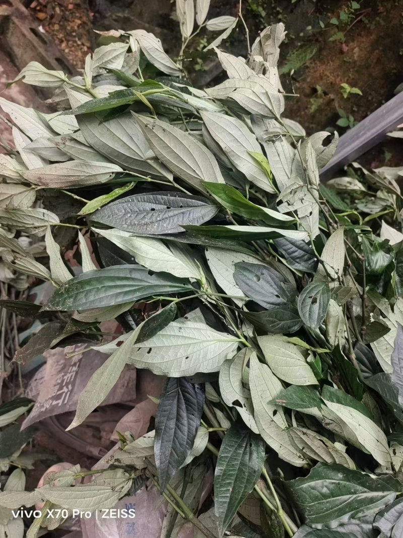 十八症正品干货农户自种人工挑选可实地考察