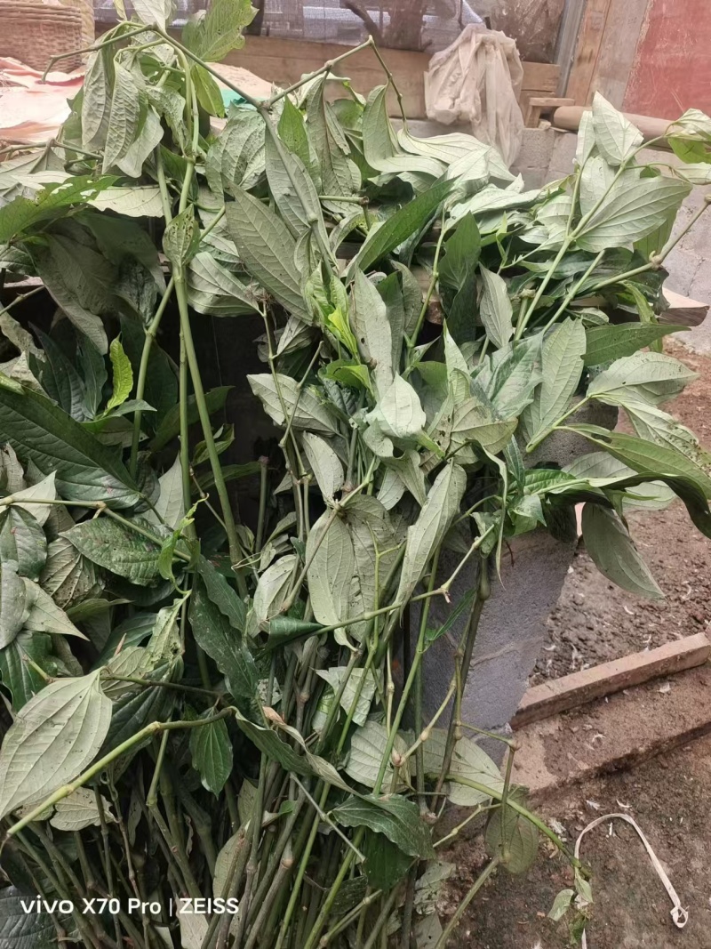十八症正品干货农户自种人工挑选可实地考察