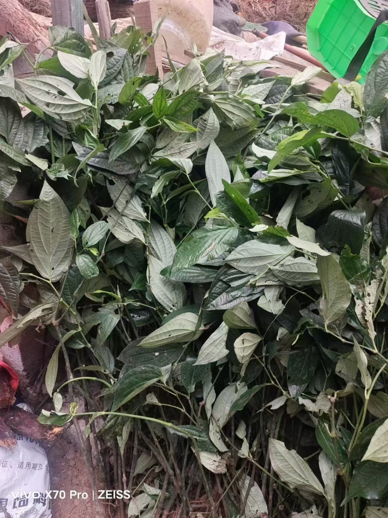 十八症正品干货农户自种人工挑选可实地考察