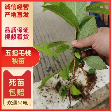 精品五指毛桃秧苗苗厂直发欢迎咨询品质好