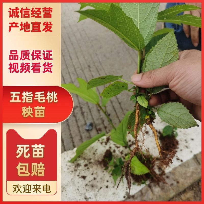 精品五指毛桃秧苗苗厂直发欢迎咨询品质好