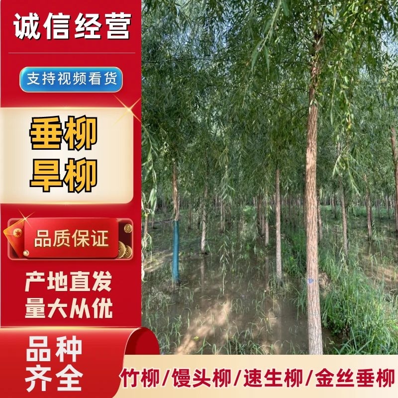 【牛】垂柳/旱柳/竹柳/馒头柳/速生柳/金丝垂柳