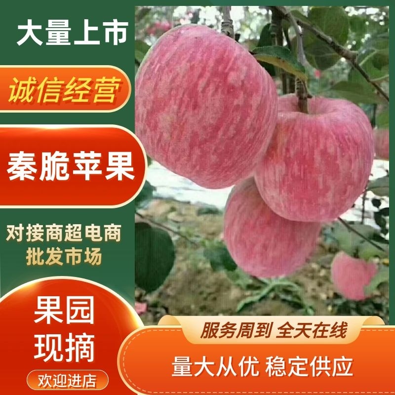 苹果秦脆苹果基地供应量大质优价优一手货源欢迎采购