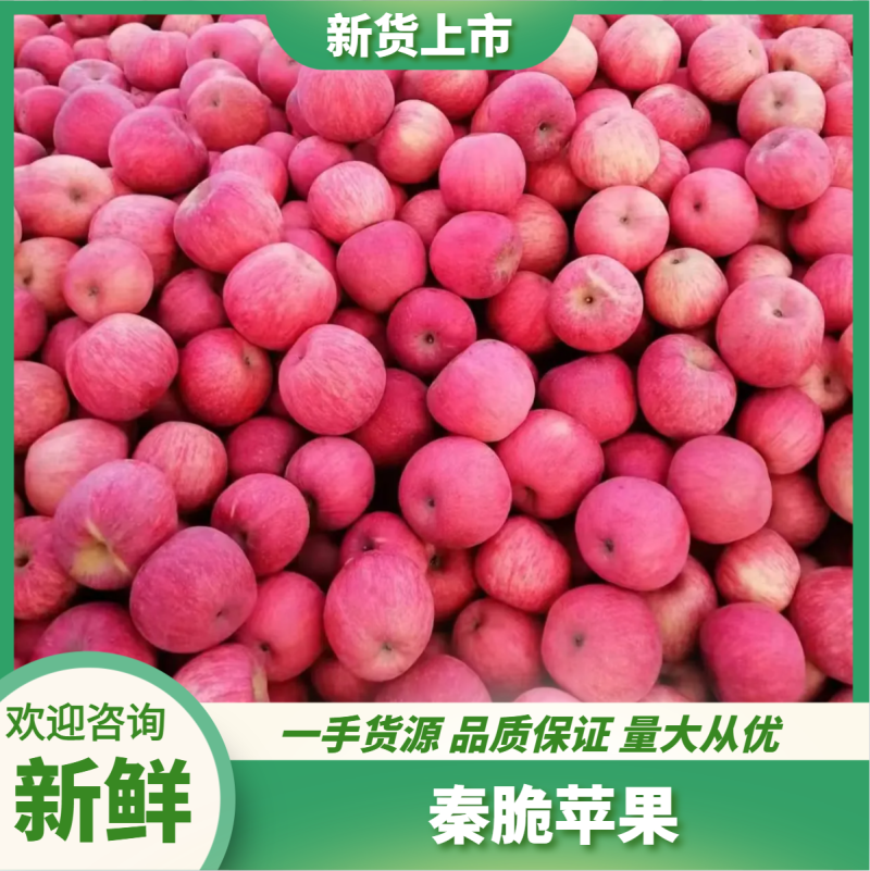 苹果秦脆苹果基地供应量大质优价优一手货源欢迎采购