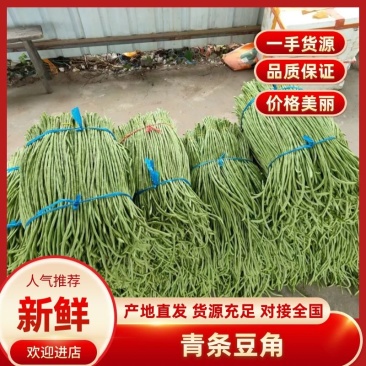 【精品】精品豆角广西产地直发量大价优一手货源可看货