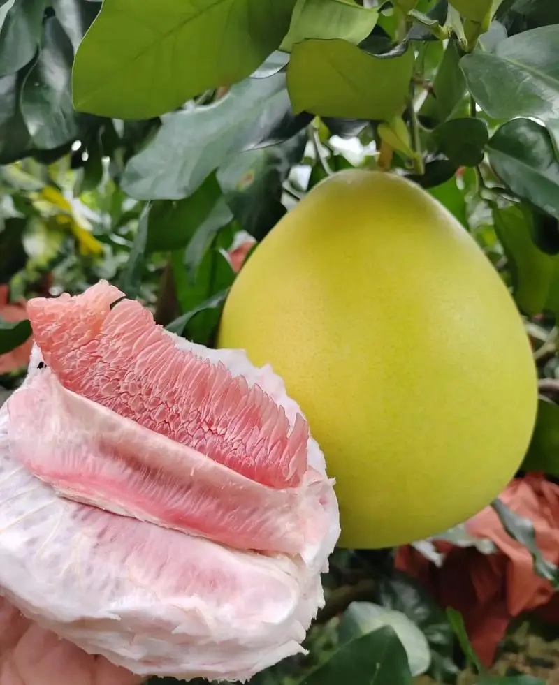 湖北红心柚皮薄肉多汁水甘甜可口耐运输量大优惠品质保障