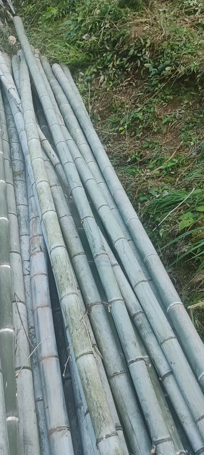 安徽霍山毛竹楠竹可视频看货产地直发一手货源欢迎选购