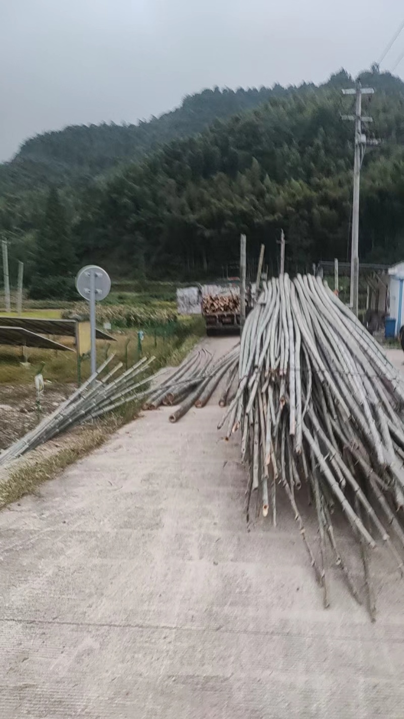 安徽霍山毛竹楠竹可视频看货产地直发一手货源欢迎选购