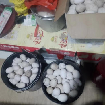 鹅蛋，大白鹅蛋，土鹅蛋四川南充，大量出货，欢迎来电咨询