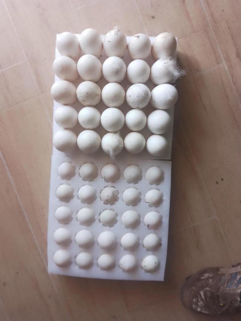 鹅蛋，大白鹅蛋，土鹅蛋四川南充，大量出货，欢迎来电咨询